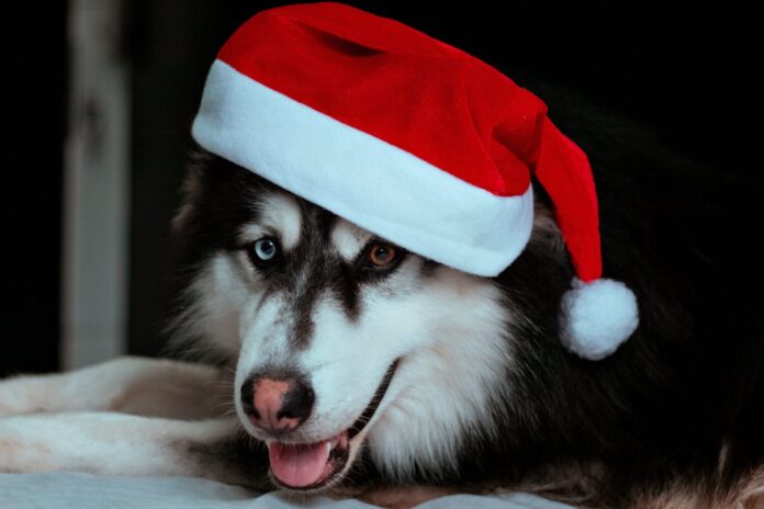 perro navidad