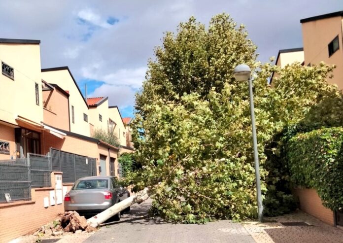 arbol caido leganes